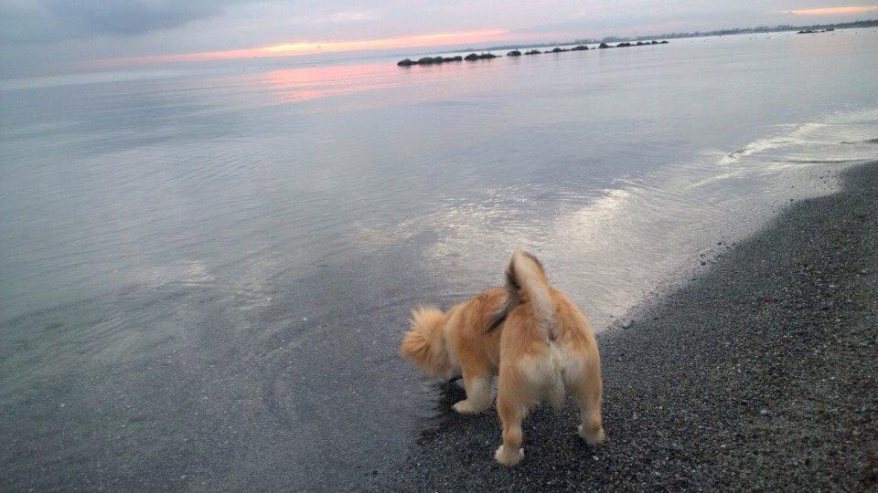 Blanding af racer Mojo billede 16