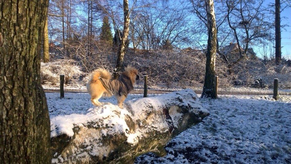 Blanding af racer Mojo billede 17