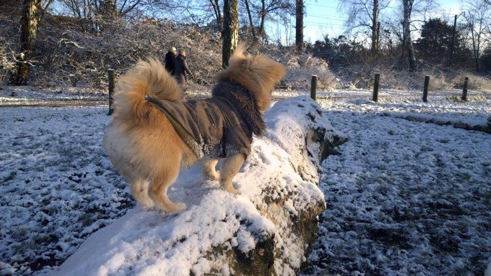 Blanding af racer Mojo billede 18