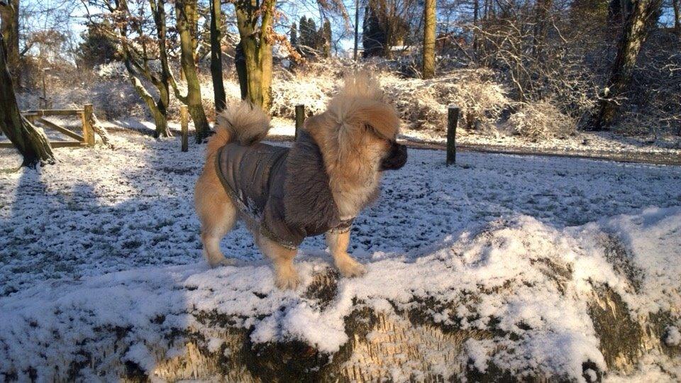 Blanding af racer Mojo billede 19