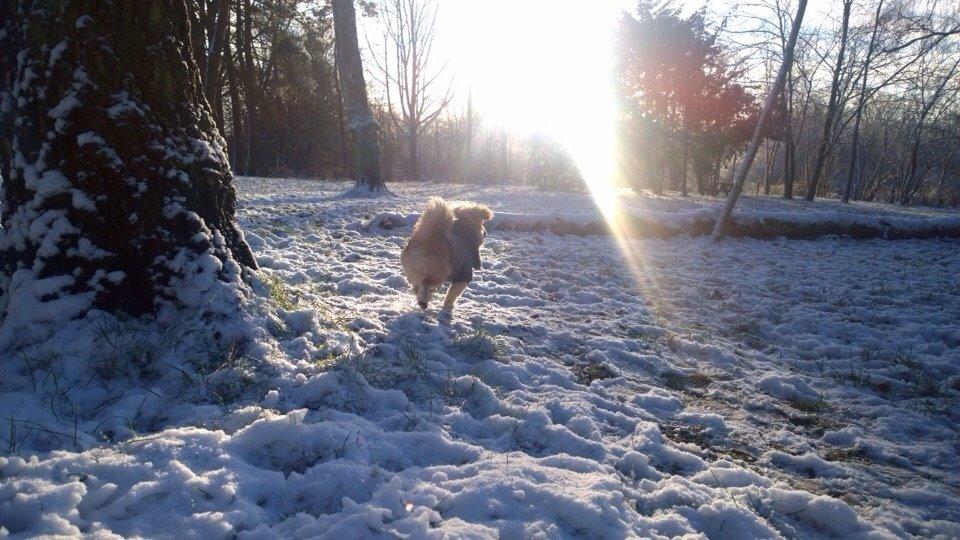 Blanding af racer Mojo billede 21