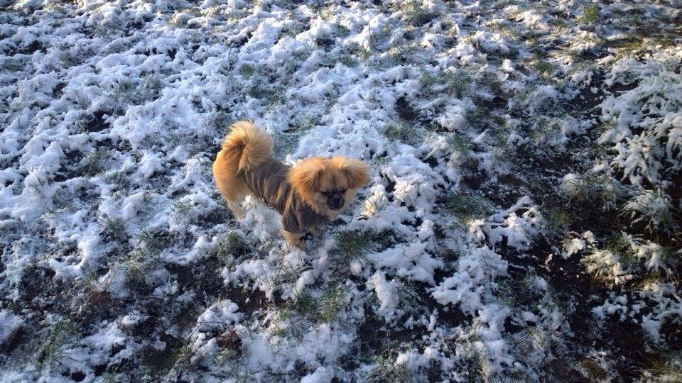 Blanding af racer Mojo billede 20