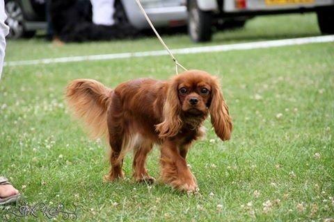 Cavalier king charles spaniel Cavakikki's After Eight (Abbie) billede 10