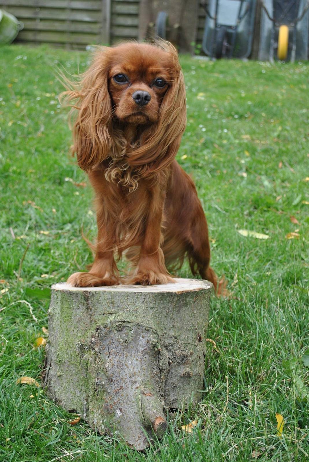 Cavalier king charles spaniel Cavakikki's After Eight (Abbie) billede 11
