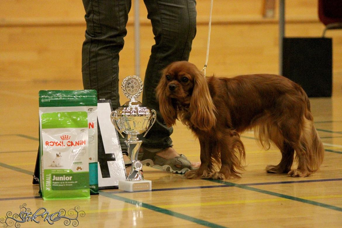 Cavalier king charles spaniel Cavakikki's After Eight (Abbie) billede 12