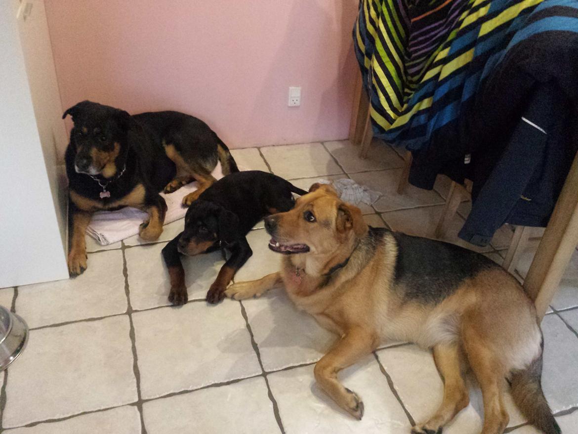 Rottweiler Taiga billede 2