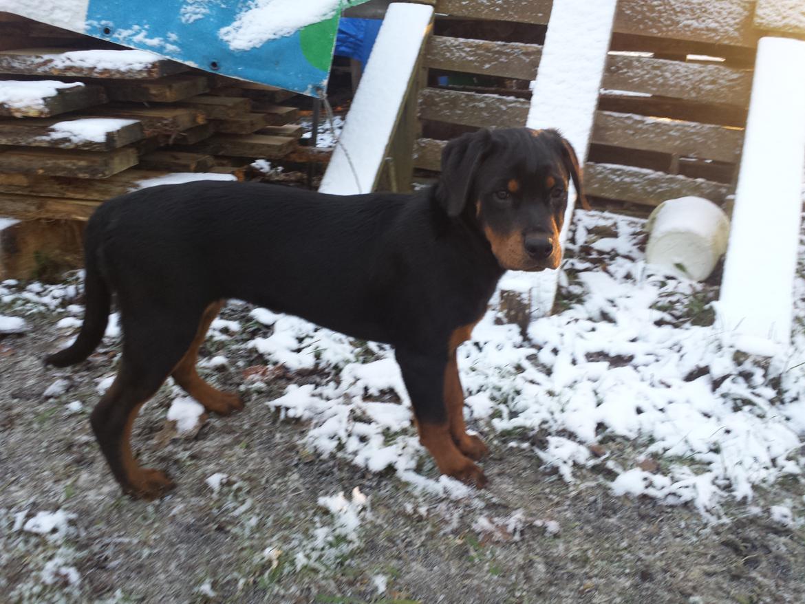 Rottweiler Taiga billede 4