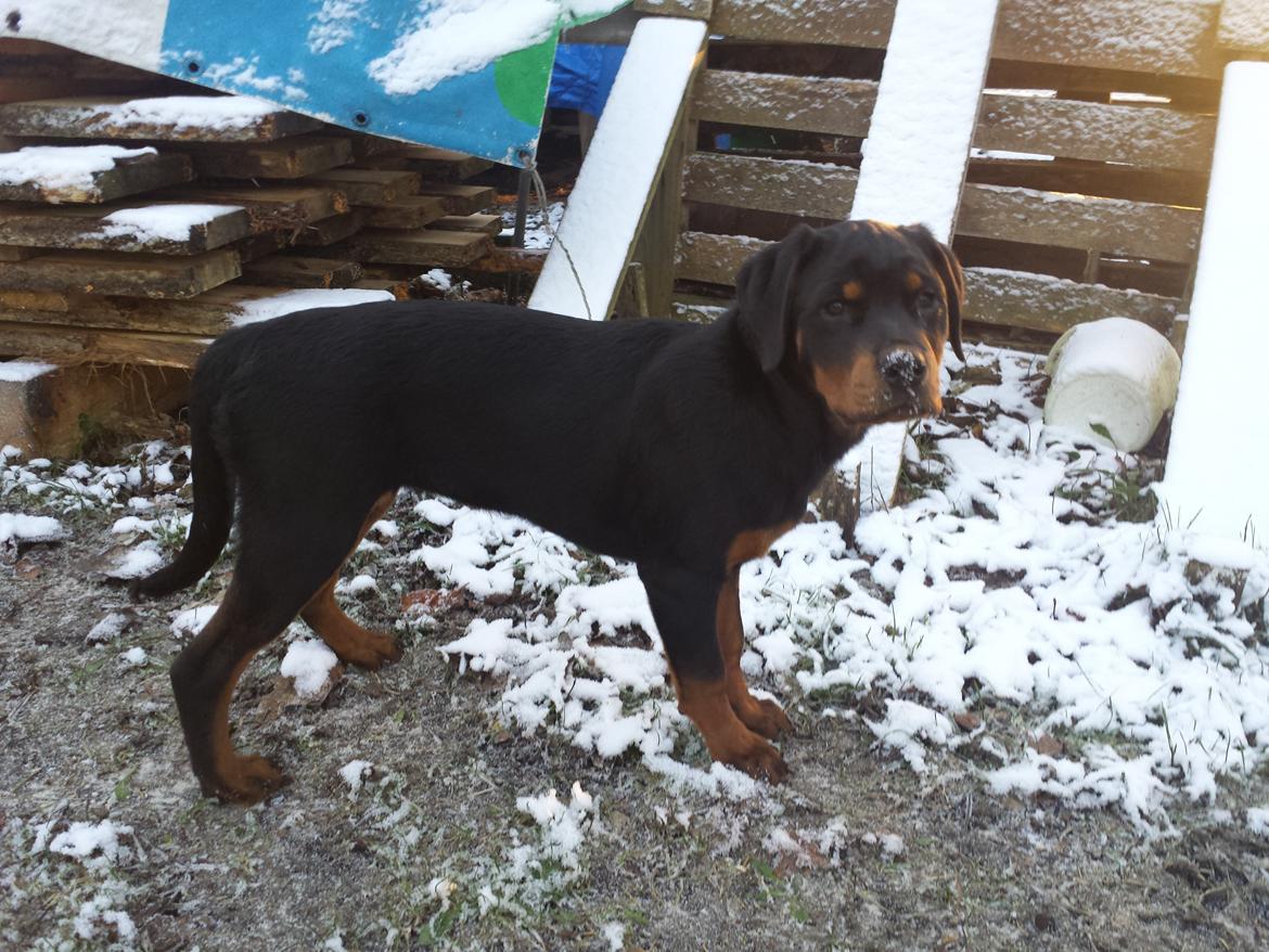 Rottweiler Taiga billede 1