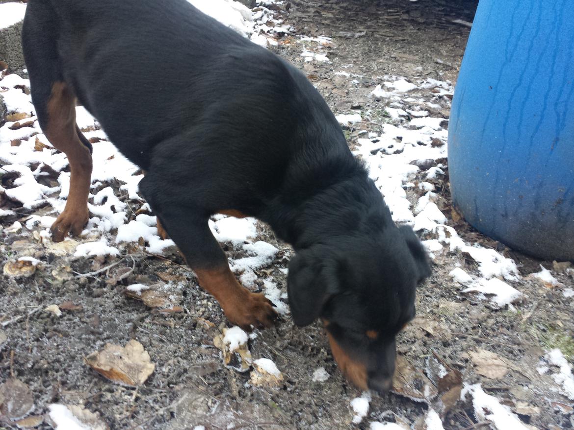 Rottweiler Taiga billede 5