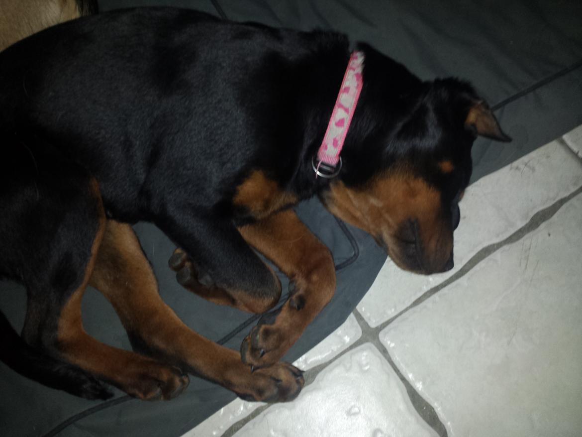 Rottweiler Taiga billede 3