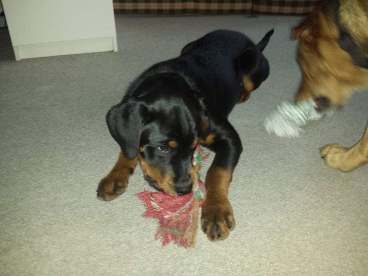 Rottweiler Taiga billede 6