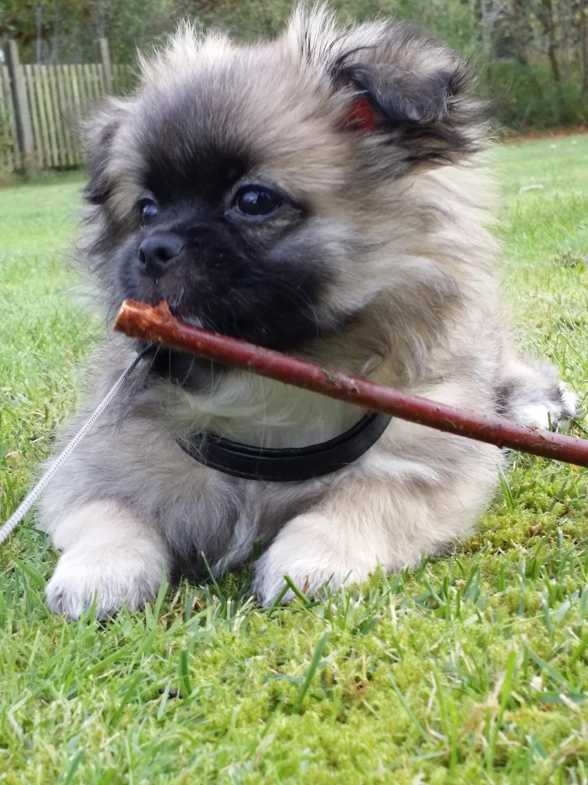 Blanding af racer Karla billede 3