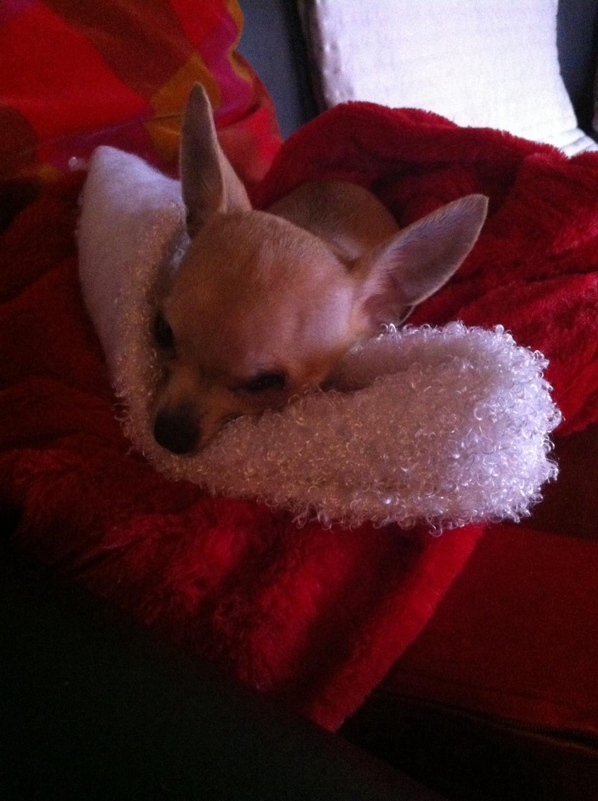 Chihuahua My billede 1