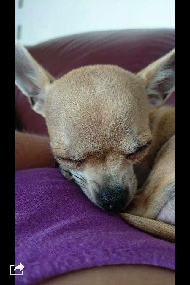 Chihuahua My billede 2