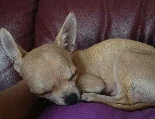 Chihuahua My billede 3