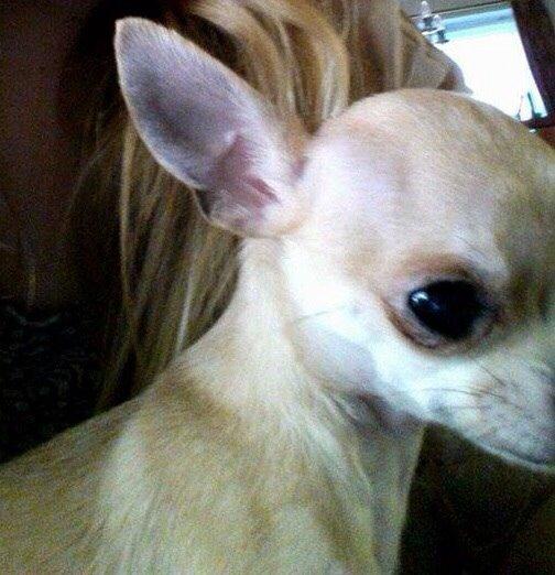 Chihuahua My billede 4