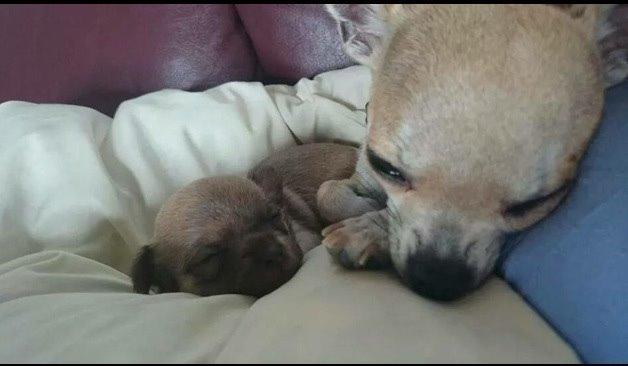 Chihuahua My billede 5