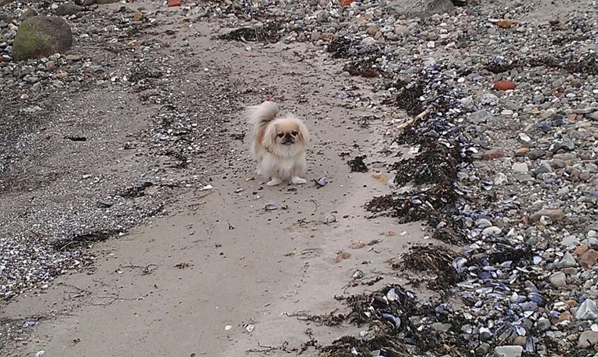 Pekingeser Paja (HIMMELHUND) billede 1
