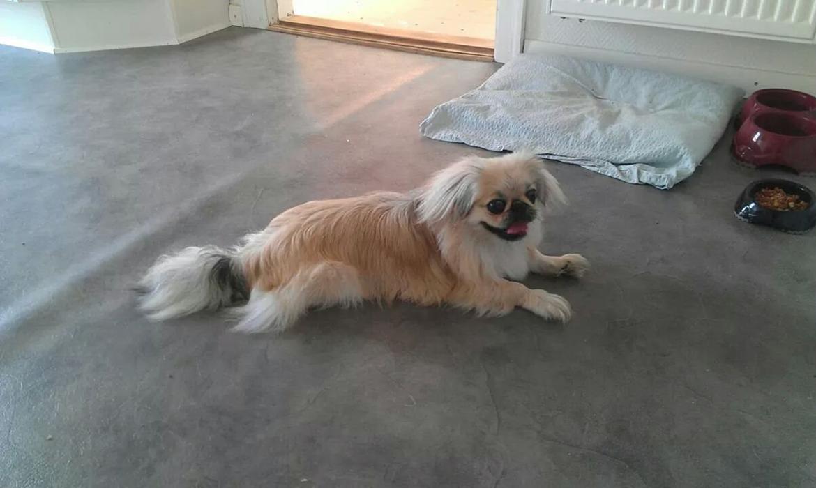 Pekingeser Paja (HIMMELHUND) billede 2