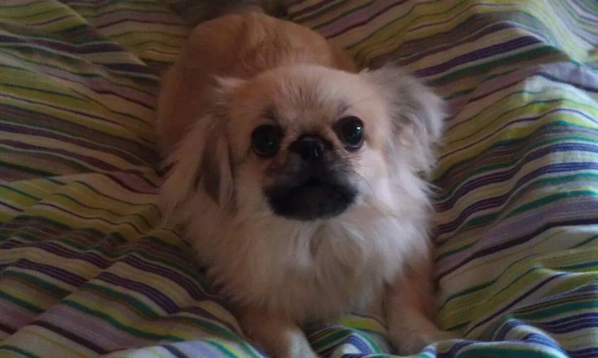 Pekingeser Paja (HIMMELHUND) billede 3