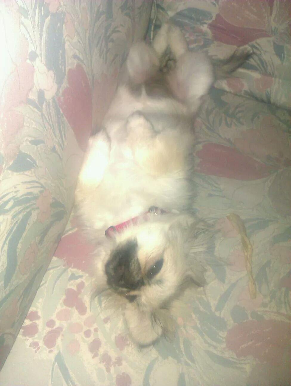 Pekingeser Paja (HIMMELHUND) billede 4