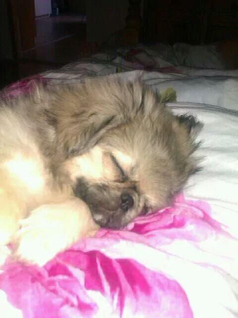 Pekingeser Paja (HIMMELHUND) billede 5