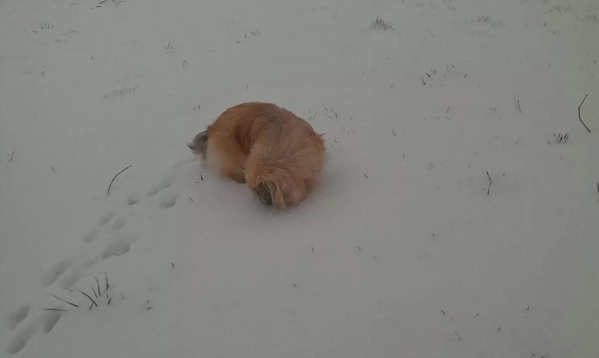 Pekingeser Paja (HIMMELHUND) billede 6