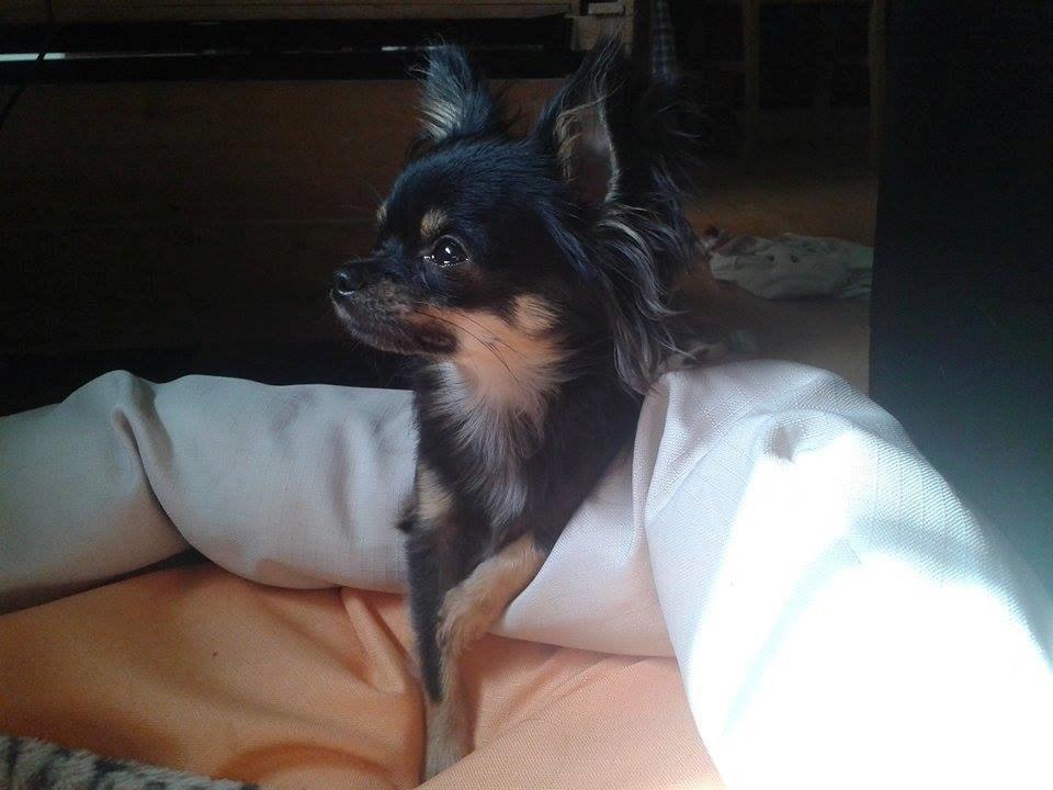 Chihuahua Lucky billede 39