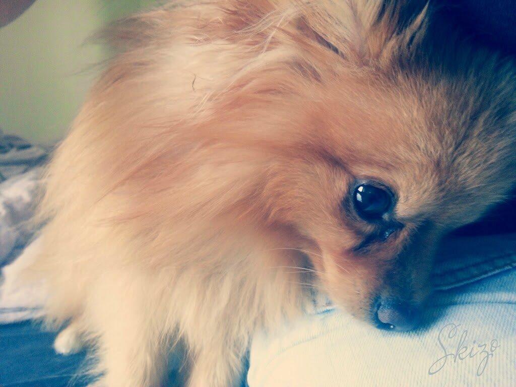 Pomeranian Skizo <3 billede 2