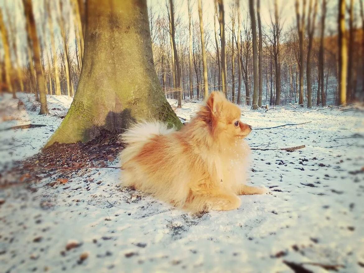 Pomeranian Skizo <3 billede 1