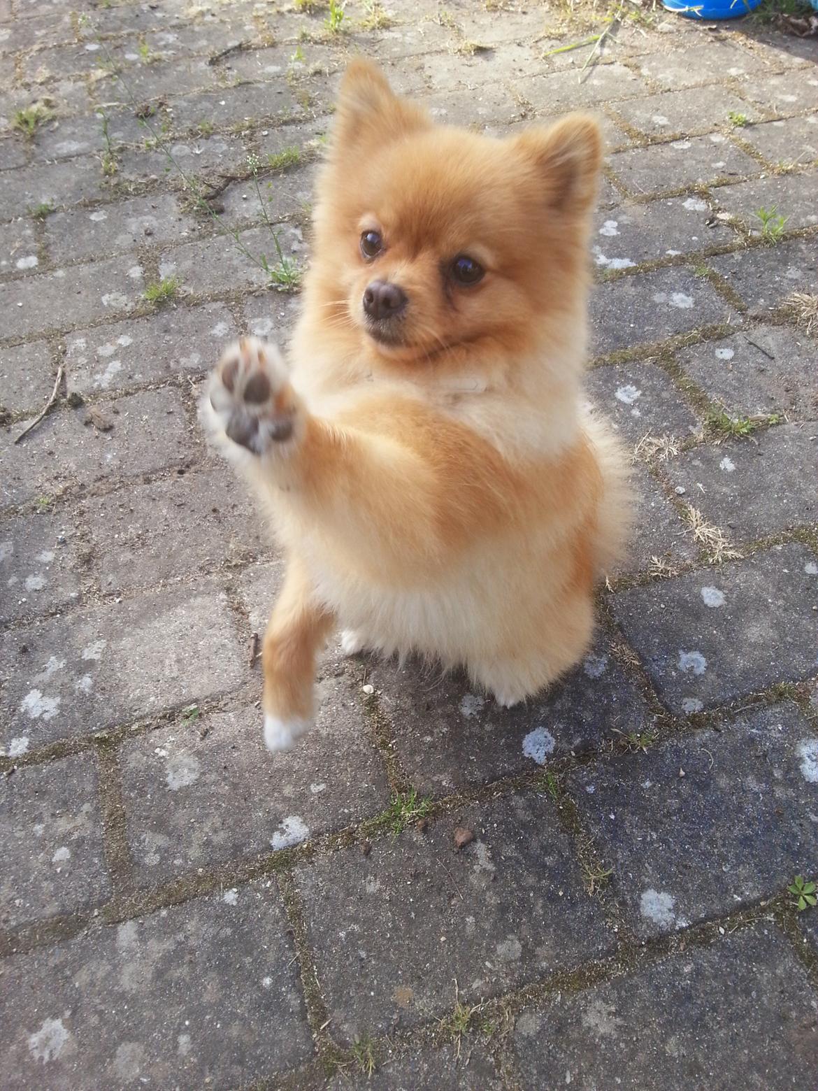 Pomeranian Skizo <3 billede 3