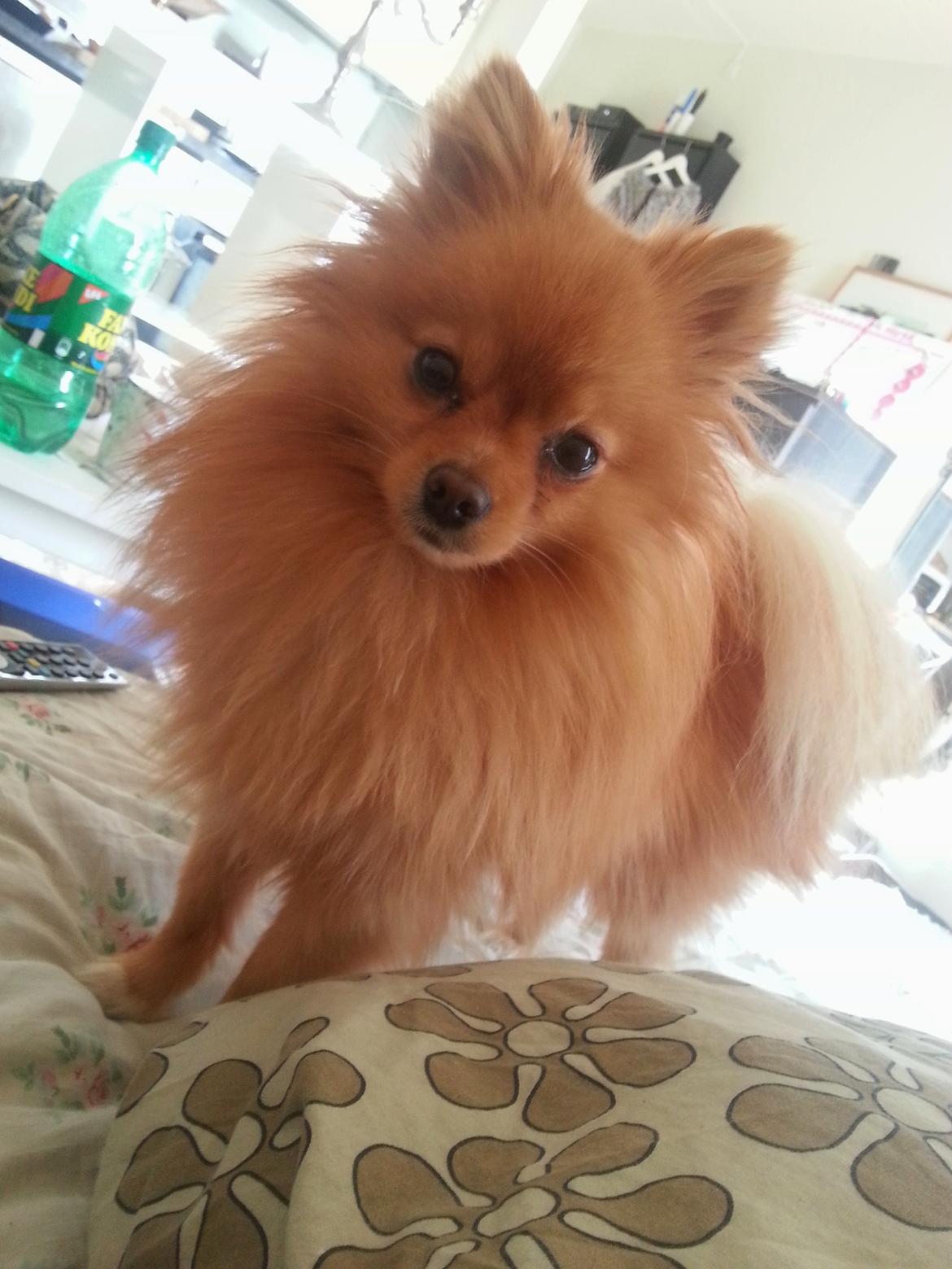 Pomeranian Skizo <3 billede 7