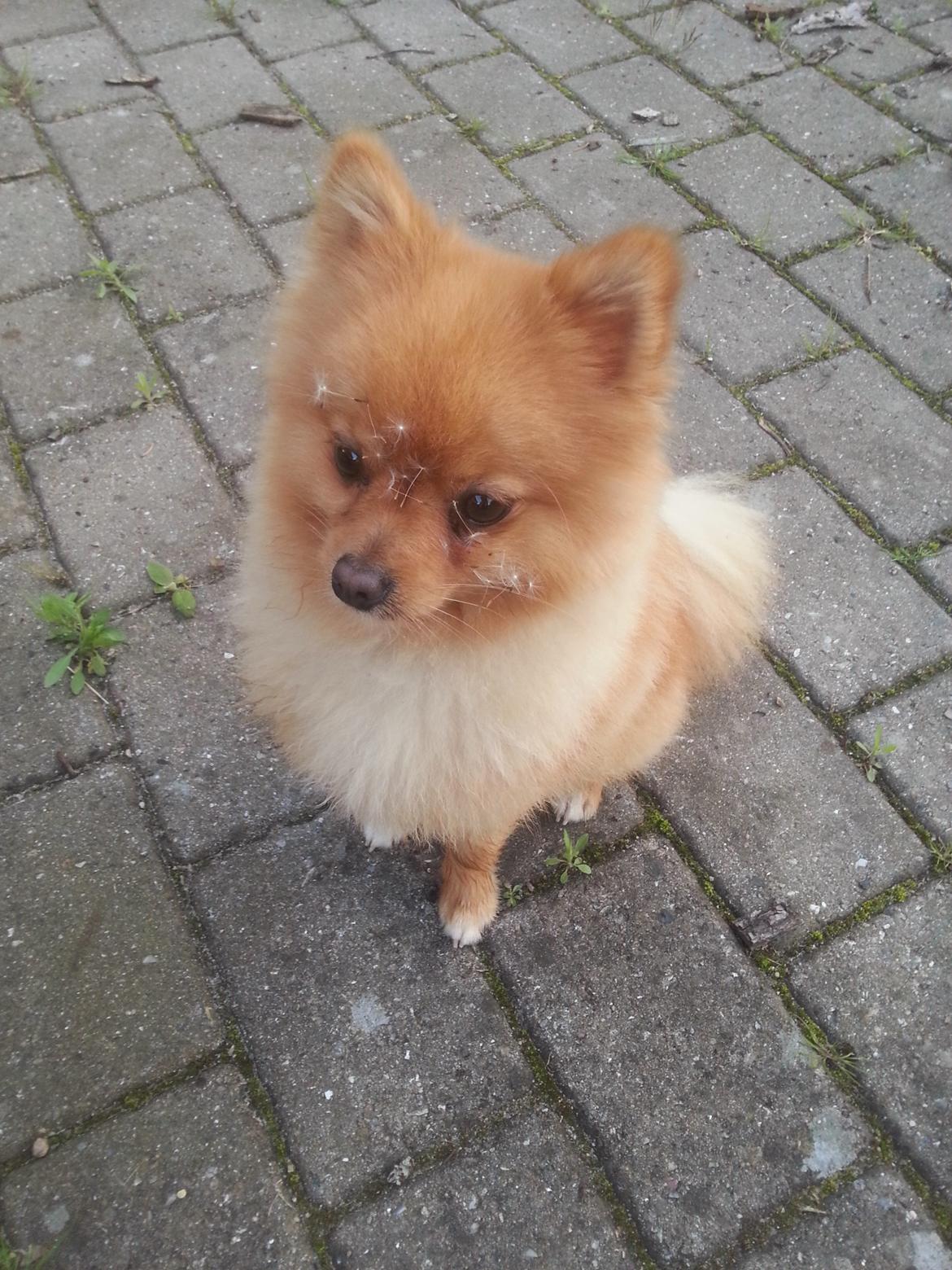 Pomeranian Skizo <3 billede 5