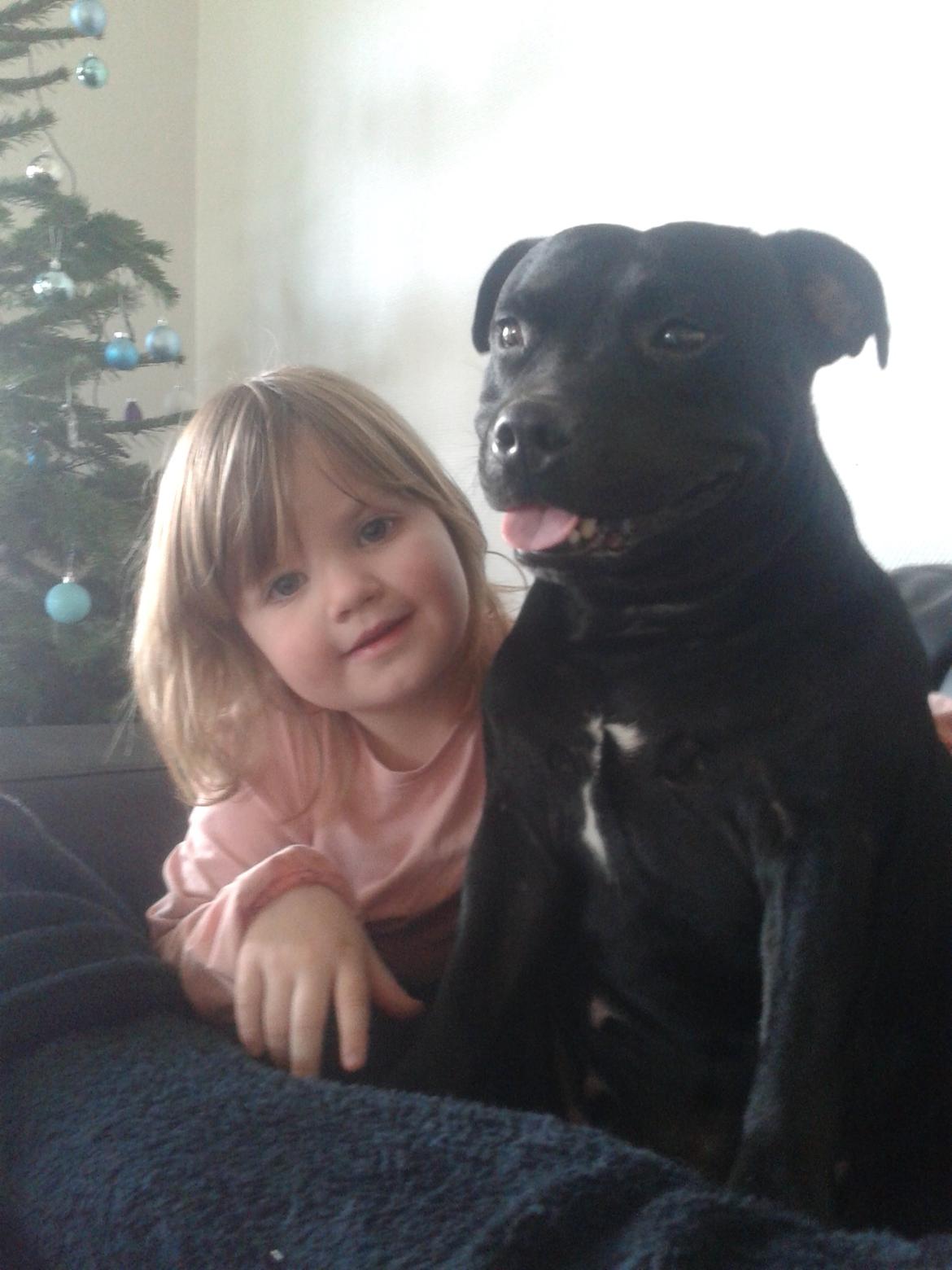 Staffordshire bull terrier Gucci. billede 32