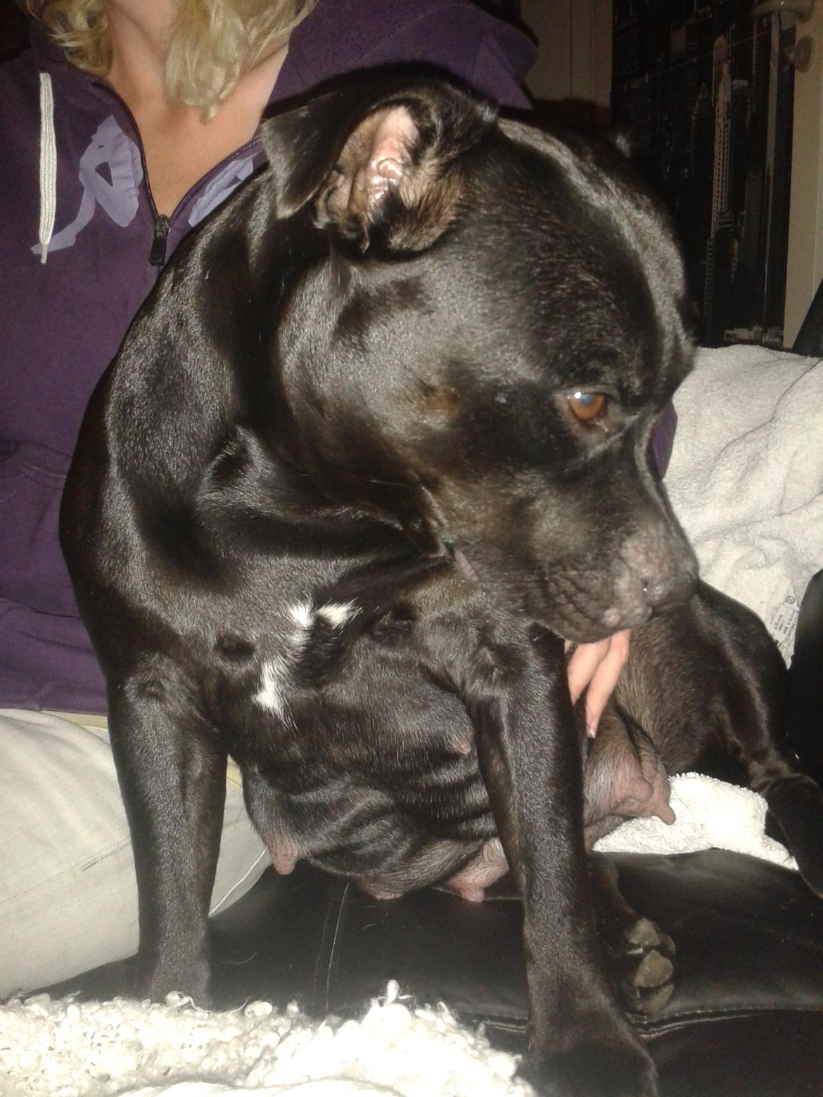 Staffordshire bull terrier Gucci. billede 33