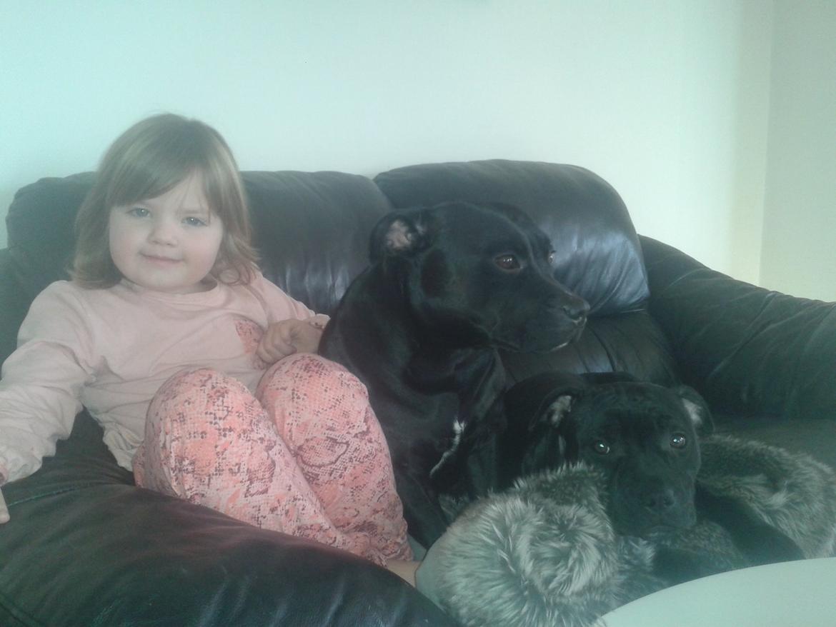 Staffordshire bull terrier Gucci. billede 34