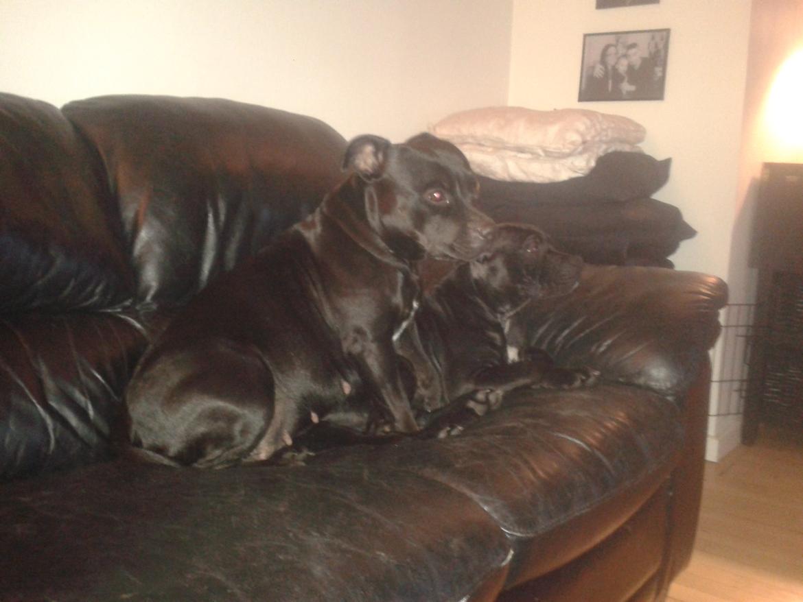 Staffordshire bull terrier Gucci. billede 35