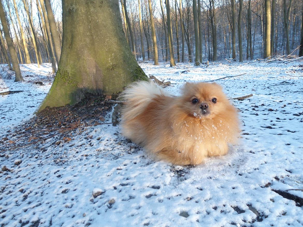 Pomeranian Skizo <3 billede 12