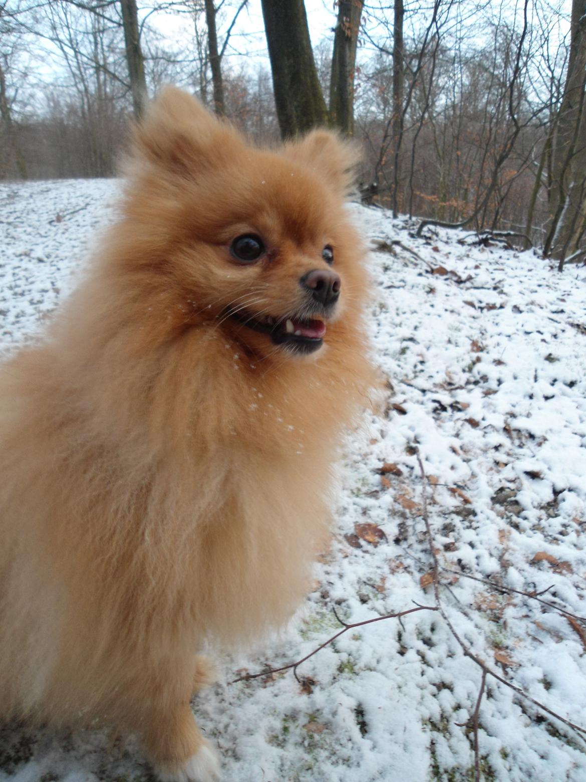 Pomeranian Skizo <3 billede 14