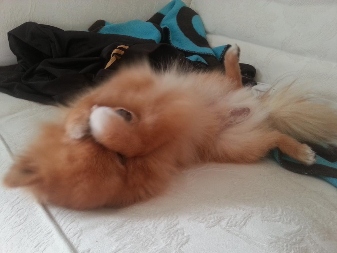 Pomeranian Skizo <3 billede 13