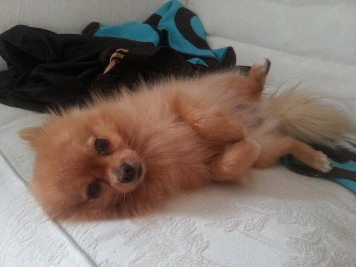 Pomeranian Skizo <3 billede 15