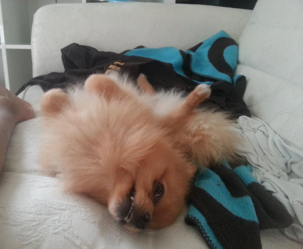 Pomeranian Skizo <3 billede 6