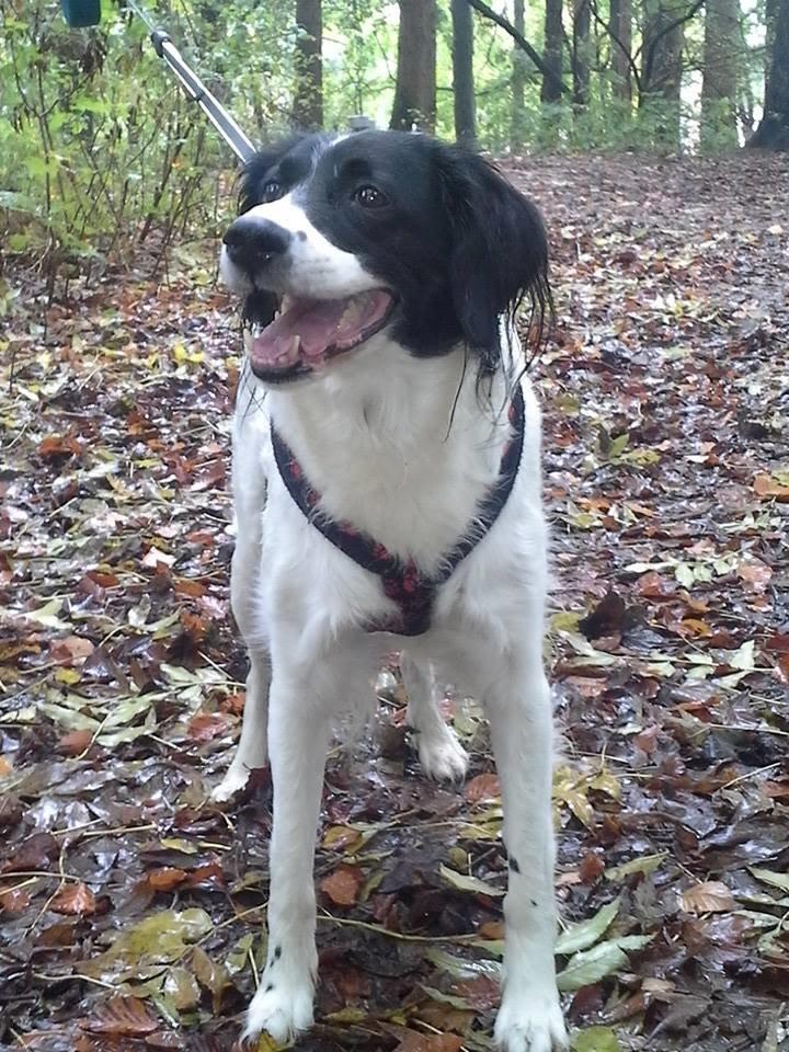 Blanding af racer Alba billede 7