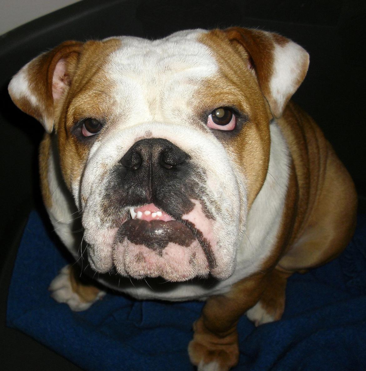 Engelsk bulldog Watson - Kampvognen - Watson 7 måneder billede 4