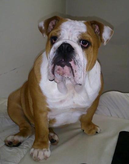 Engelsk bulldog Watson - Kampvognen - Watson 6 mdr. billede 5