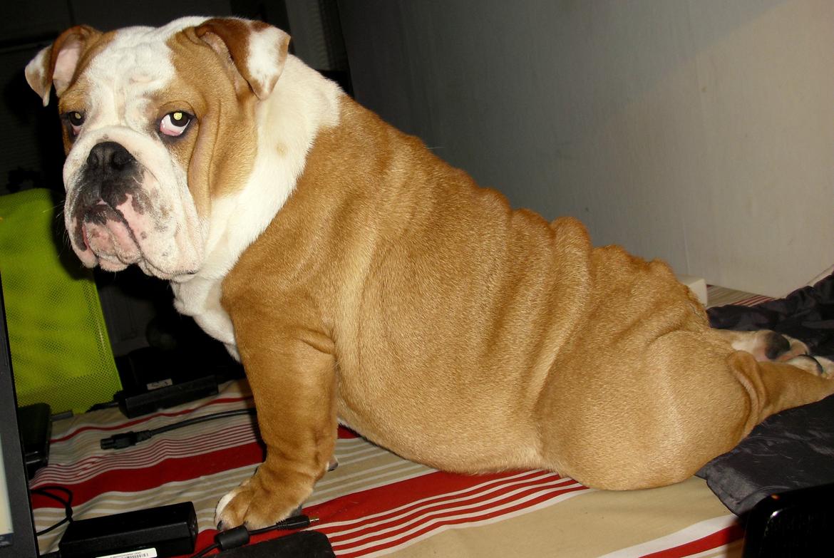 Engelsk bulldog Watson - Kampvognen - Yoga Watson 6½ mdr. billede 6