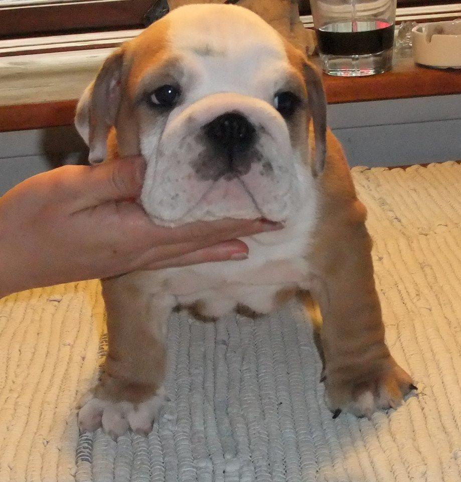 Engelsk bulldog Watson - Kampvognen - Watson 8 uger gammel billede 15