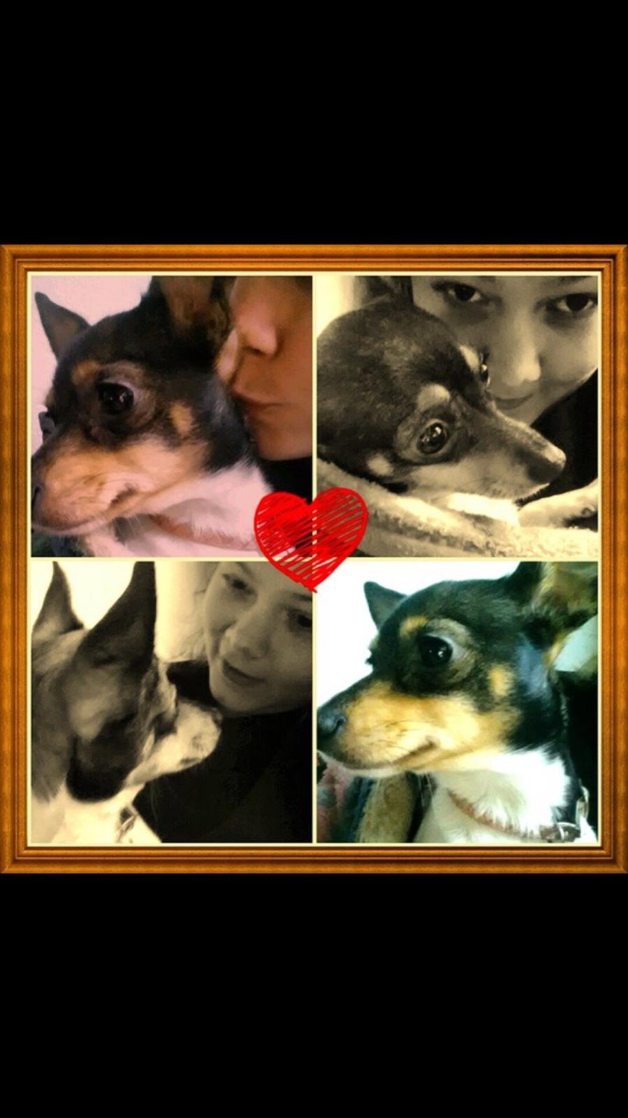 Blanding af racer Mille  billede 21