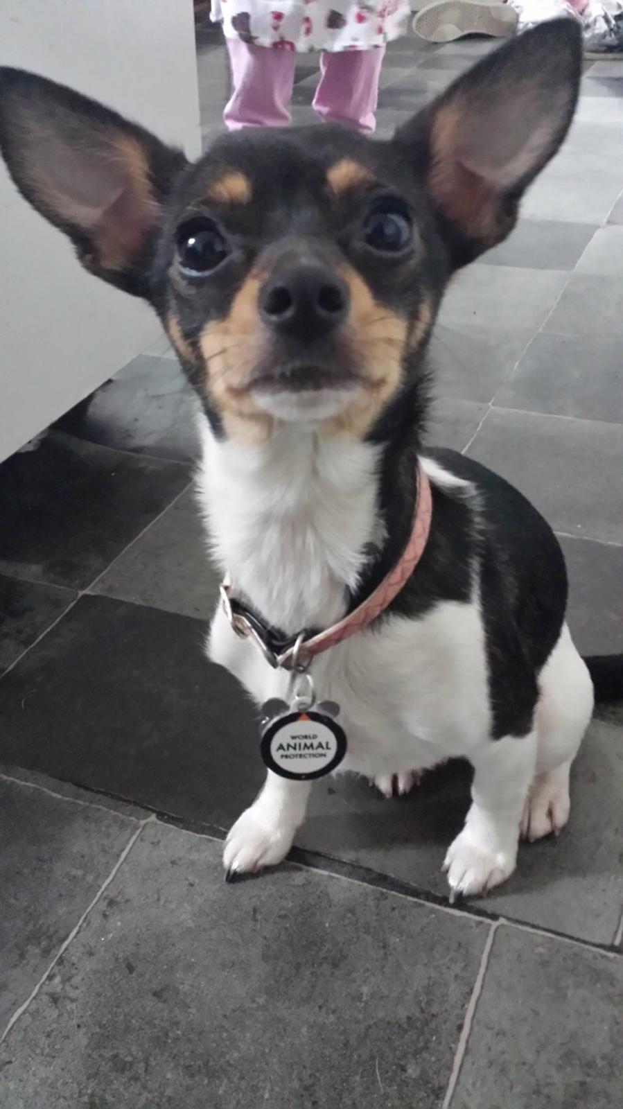 Blanding af racer Mille  billede 22