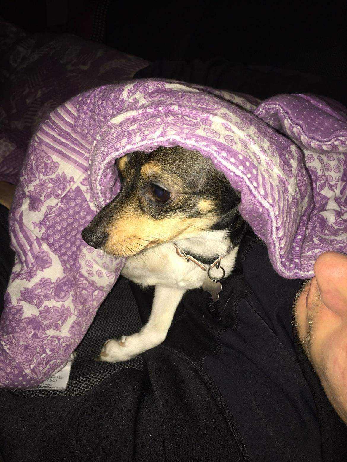 Blanding af racer Mille  billede 23